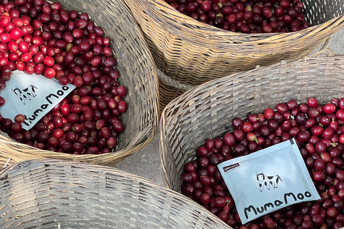Meet Mumamoo Coffee – A Journey Through Global Coffee Cultures